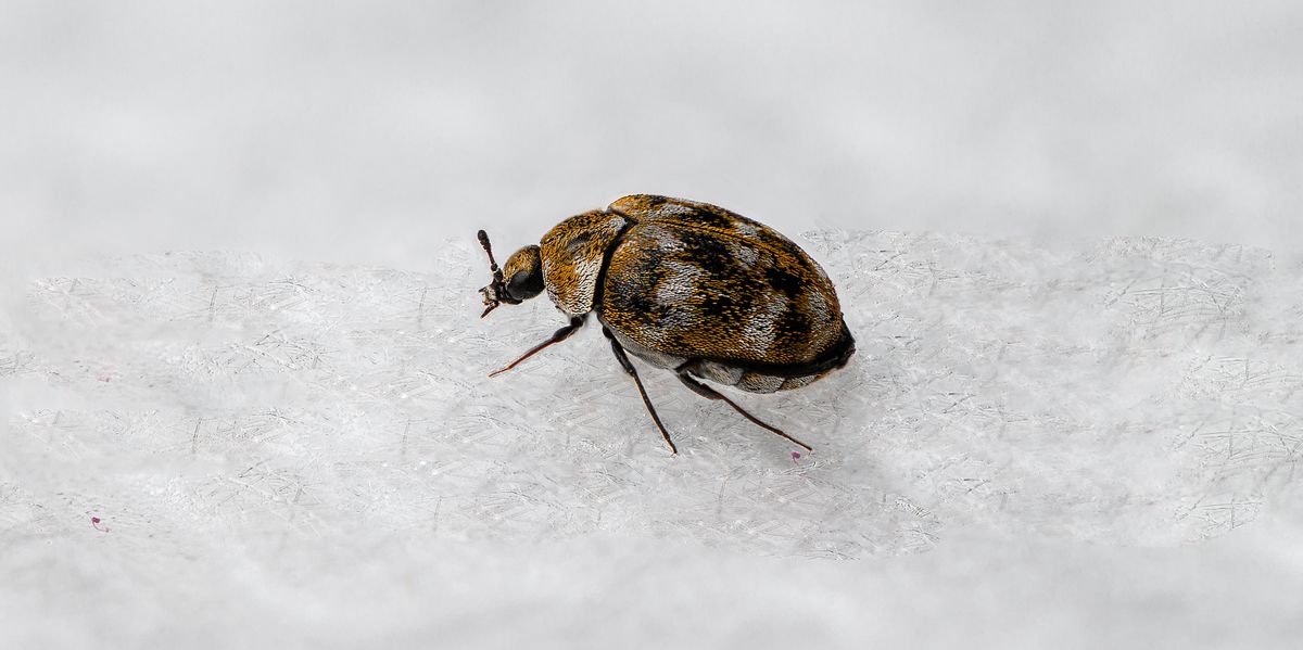 Carpet Beetles Signs You Have An Infestation How To Get Rid