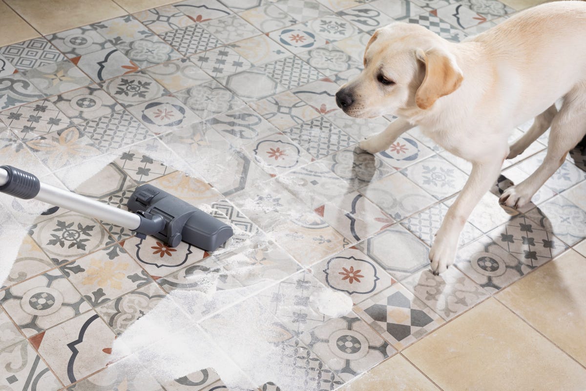 10-best-carpet-cleaners-for-pets-and-stains-in-2024