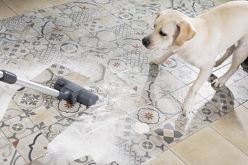 best carpet cleaner for pets