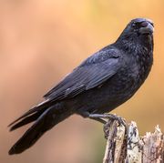 carrion crow bright background