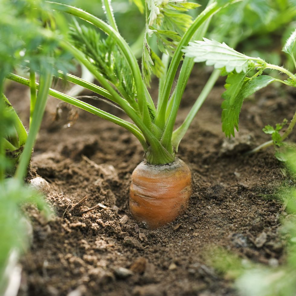 carrot growing in vegetable garden