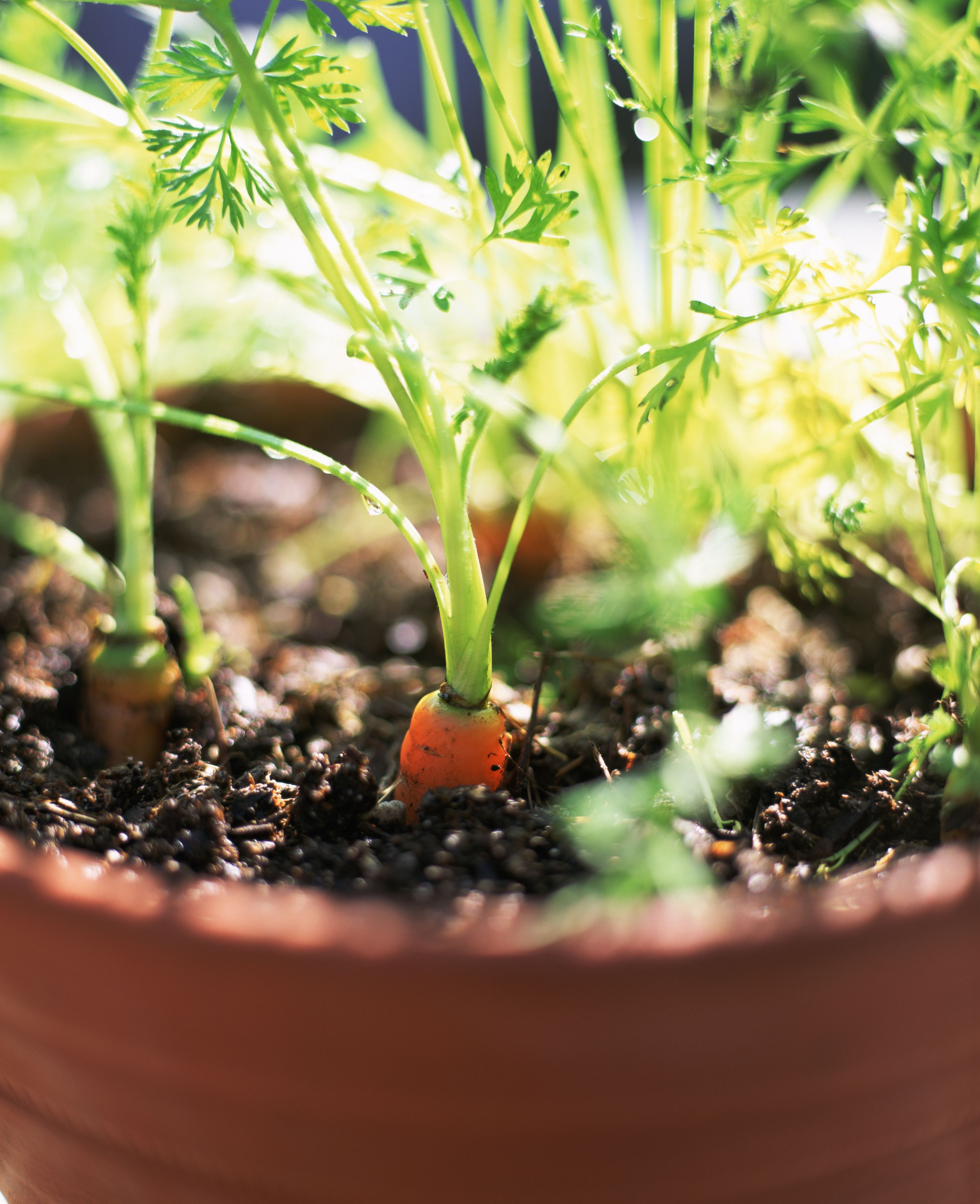 9 Tips for Indoor Vegetable Gardening