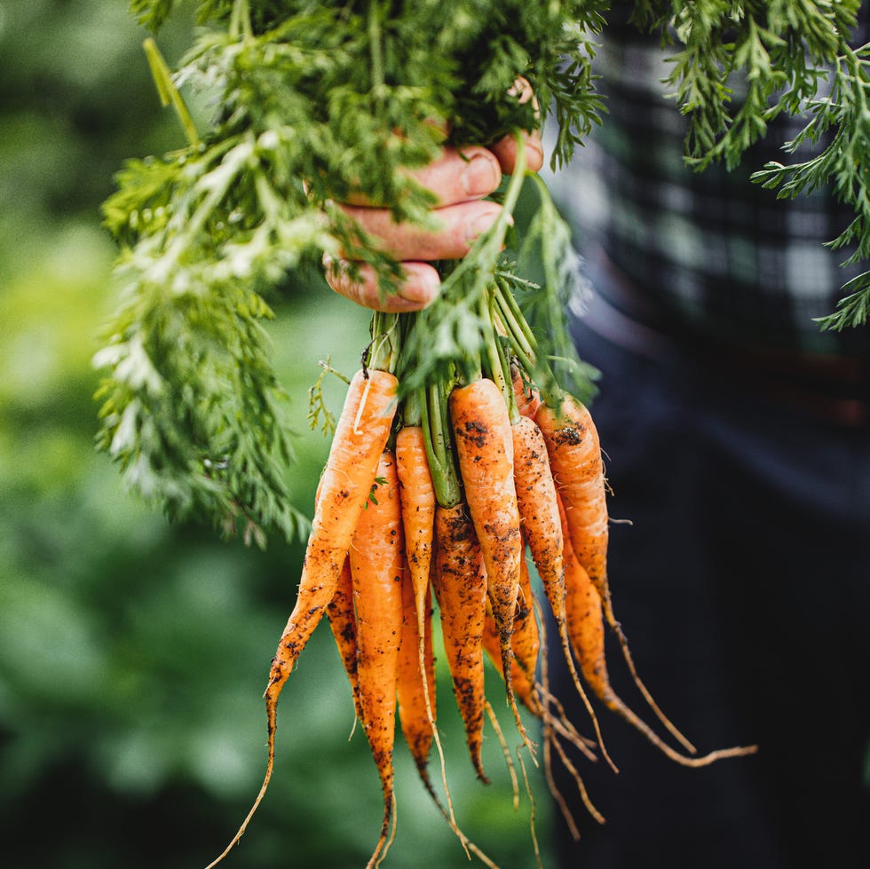 close up of hand holding freshly harvested carrots elderly persons hands holding bunch of carrots in the farm