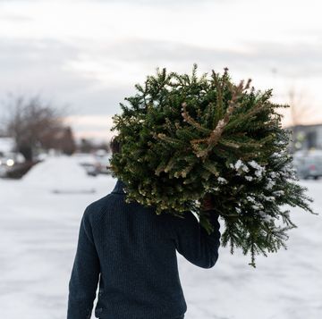 person carrying christmas tree
