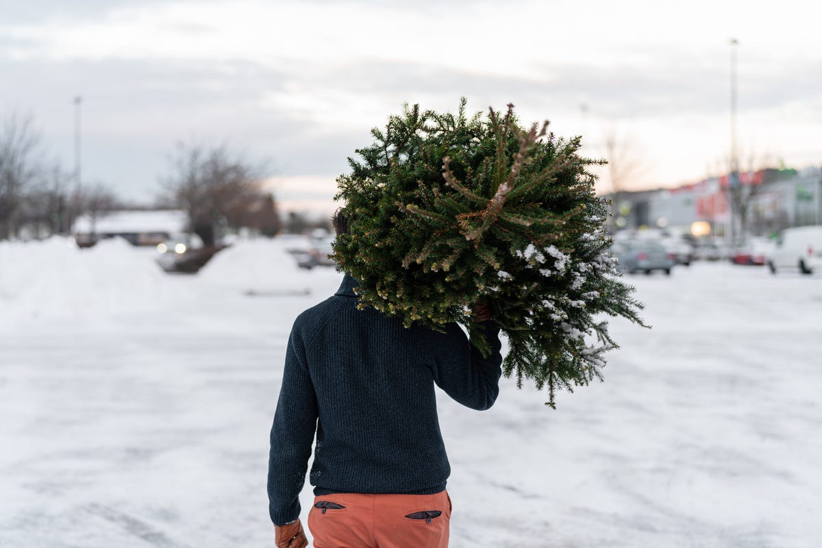 How to Dispose of a Christmas Tree When to Take Down Real Tree