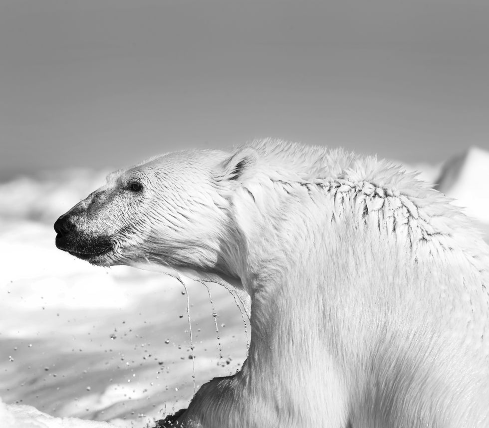 orso bianco, Carsten Egevang, Groenlandia, ghiaccio