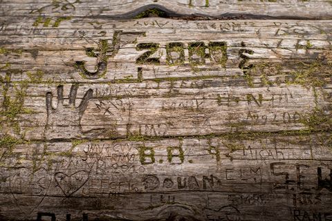 Initialen datums en symbolen zijn in de schors van een omgevallen sequoia gekerfd