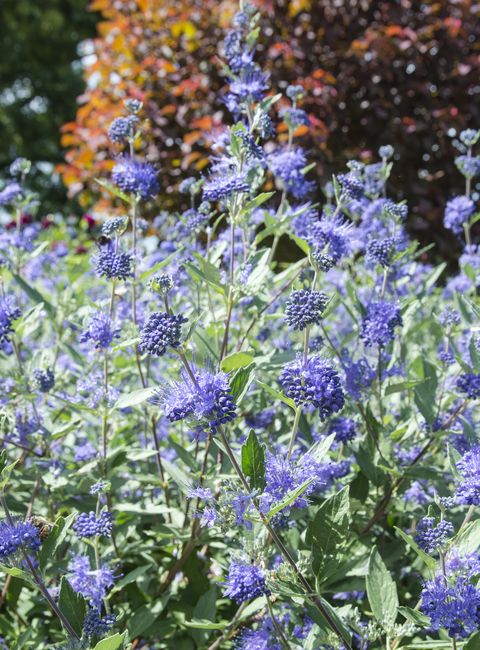 caryopteris blossoms in a formal garden