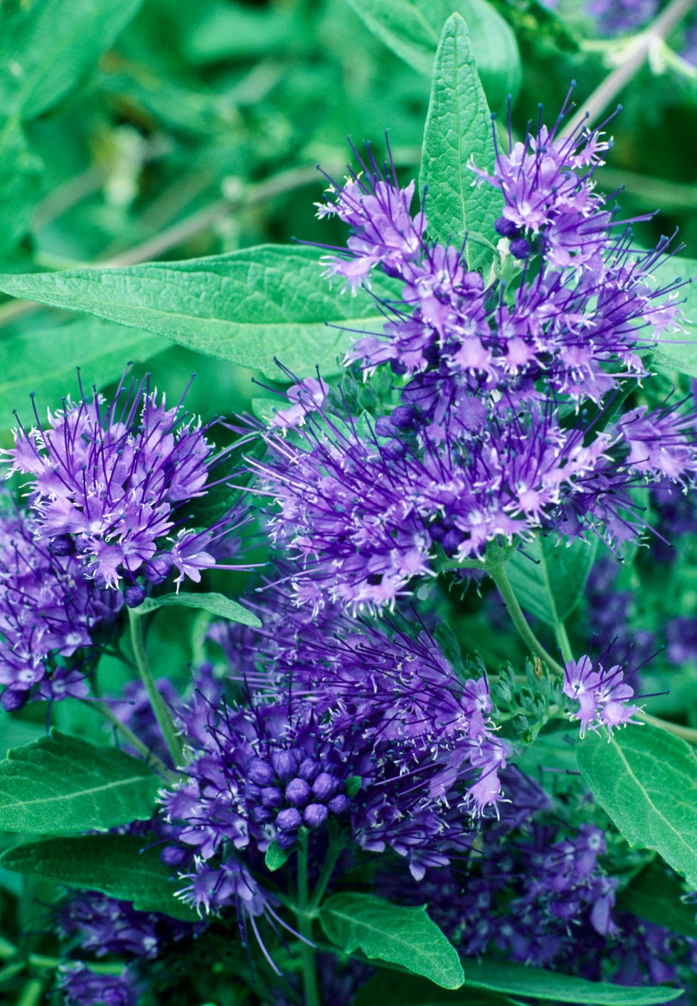 caryopteris x clandonensis blue flowers