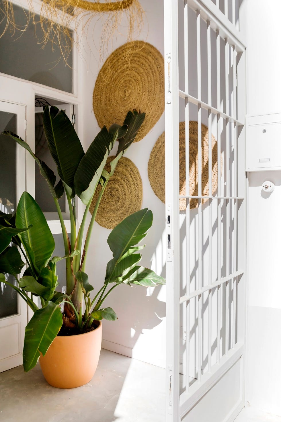 entrada con plantas y decoración de pared de yute