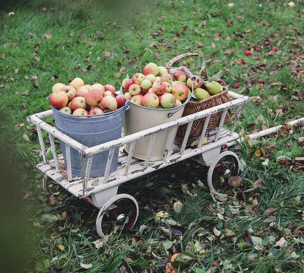 carretilla rústica con manzanas