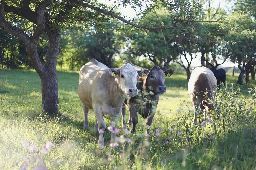 vacas en medio del jardín