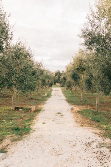 a dirt road lined with trees