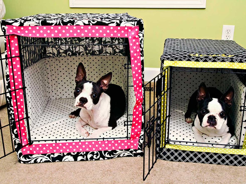 Dog, Canidae, Dog breed, French bulldog, Boston terrier, Carnivore, Non-Sporting Group, Dog supply, Kennel, Dog crate, 