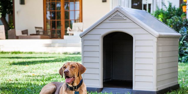 10 ideas de Casas para perros  casas para perros, perros, casitas
