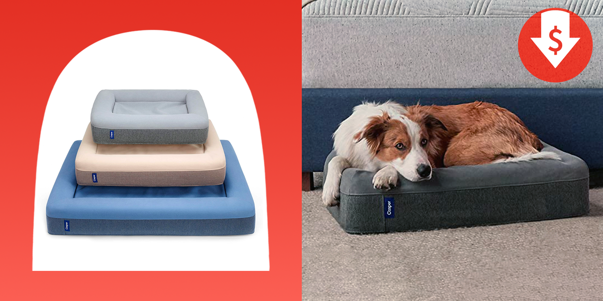 Fido to a Cozy Casper Dog for Up to 25% Off Amazon's Pet Day