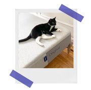 woman sleeping on casper foam mattress, cat on casper original