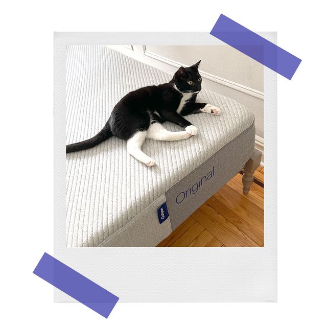 cat on casper foam mattress