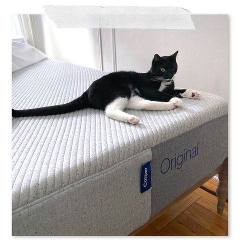 cat sitting on casper original mattress