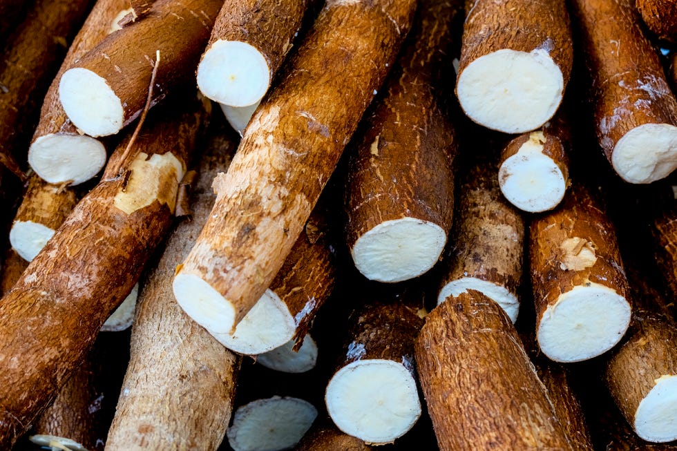 cassava, also called manioc, yuca, balinghoy, mogo, mandioca, kamoteng kahoy, tapioca and manioc root, a woody shrub of the euphorbiaceae family native to south america