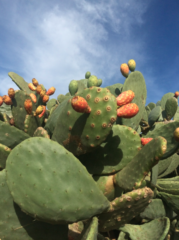 Cactus, Barbary fig, Eastern prickly pear, Nopal, Prickly pear, Plant, Flower, Thorns, spines, and prickles, Biome, Terrestrial plant, 