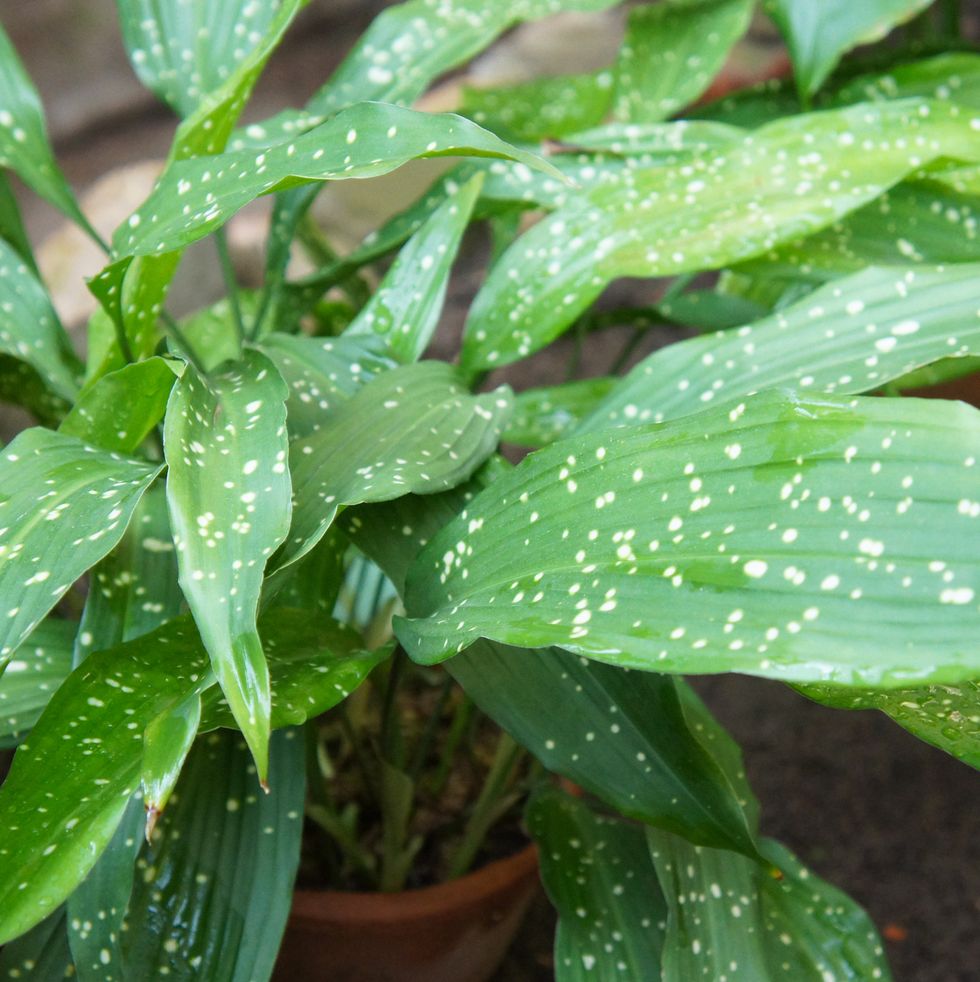 aspidistra elatior, cast iron plant or bar room plant with spotted leaves