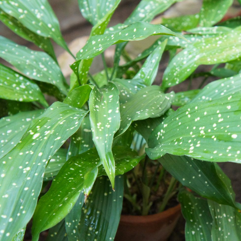 aspidistra elatior, cast iron plant or bar room plant with spotted leaves