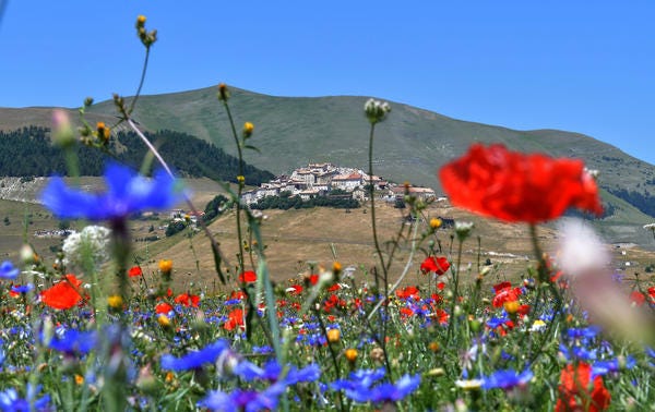 Flower, Blue, Meadow, Wildflower, Natural landscape, Plant, Natural environment, Coquelicot, Ecoregion, Grass family, 