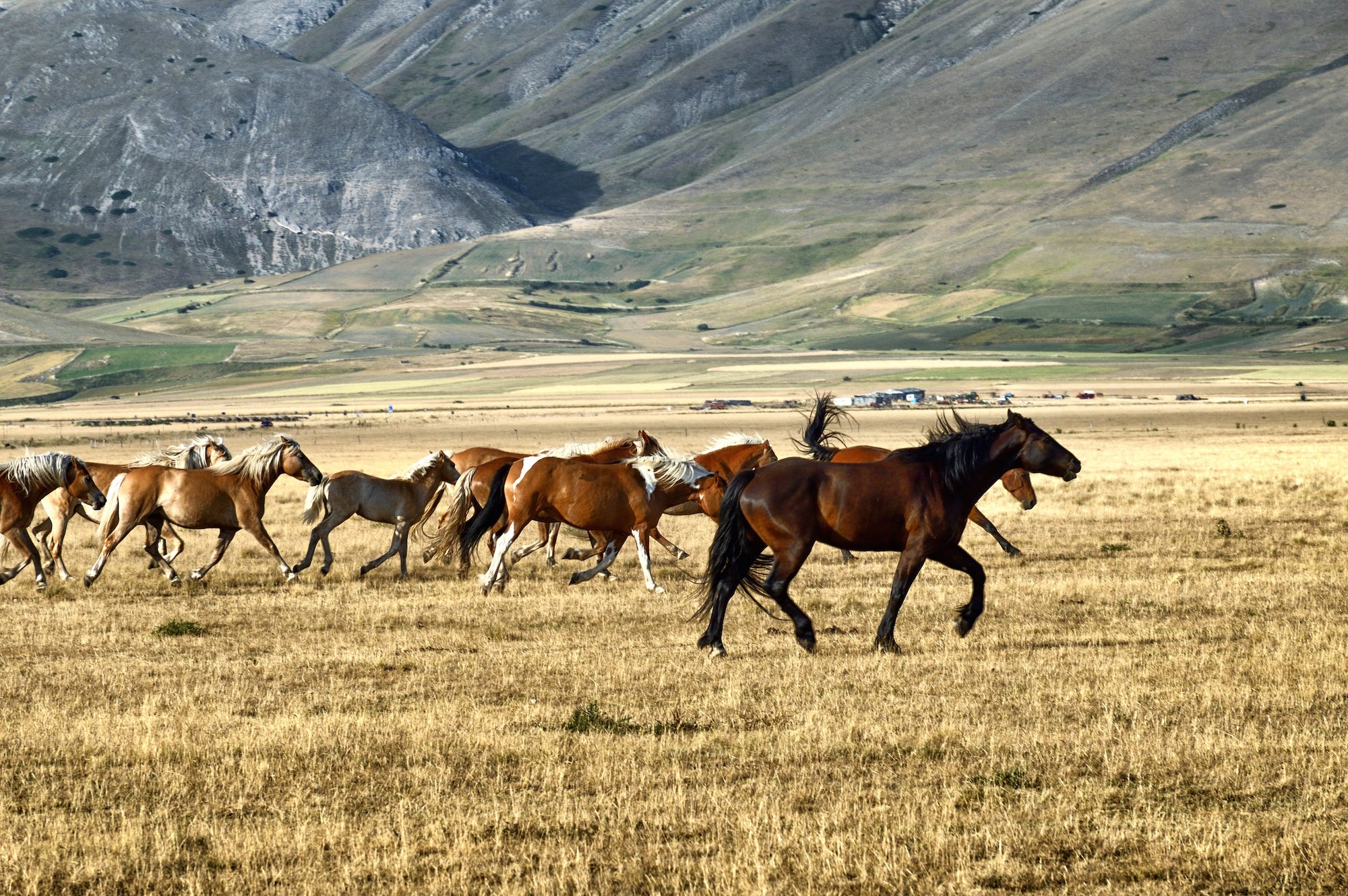 I 30 cavalli allevati da Emiliano Brandimarte a Castelluccio di Norcia