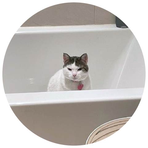 cat sitting in an empty tub