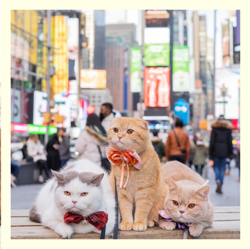今、snsで話題になっているのが3匹の猫と世界を旅する男性、ダン・グエンさん。普段はニューヨークで弁護士として働くダンさんは、スポンジケーキ、モカ、ドーナツと名付けた3匹と旅行する姿をinstagramとtiktokで投稿。今では数十万人以上のフォロワーを誇る、人気アカウントに！