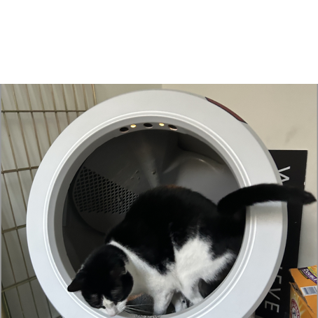 a black and white cat tests the litter robot 4, a good housekeeping pick for best self cleaning litter box