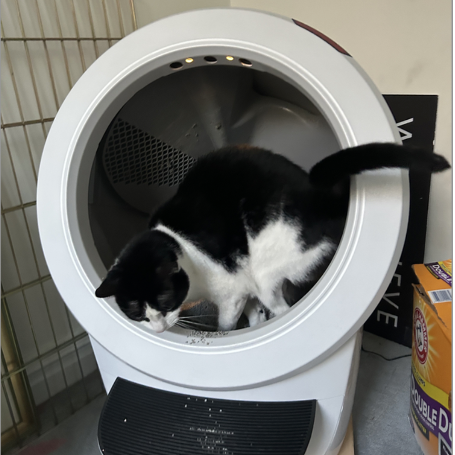 a black and white cat tests the litter robot 4, a good housekeeping pick for best self cleaning litter box