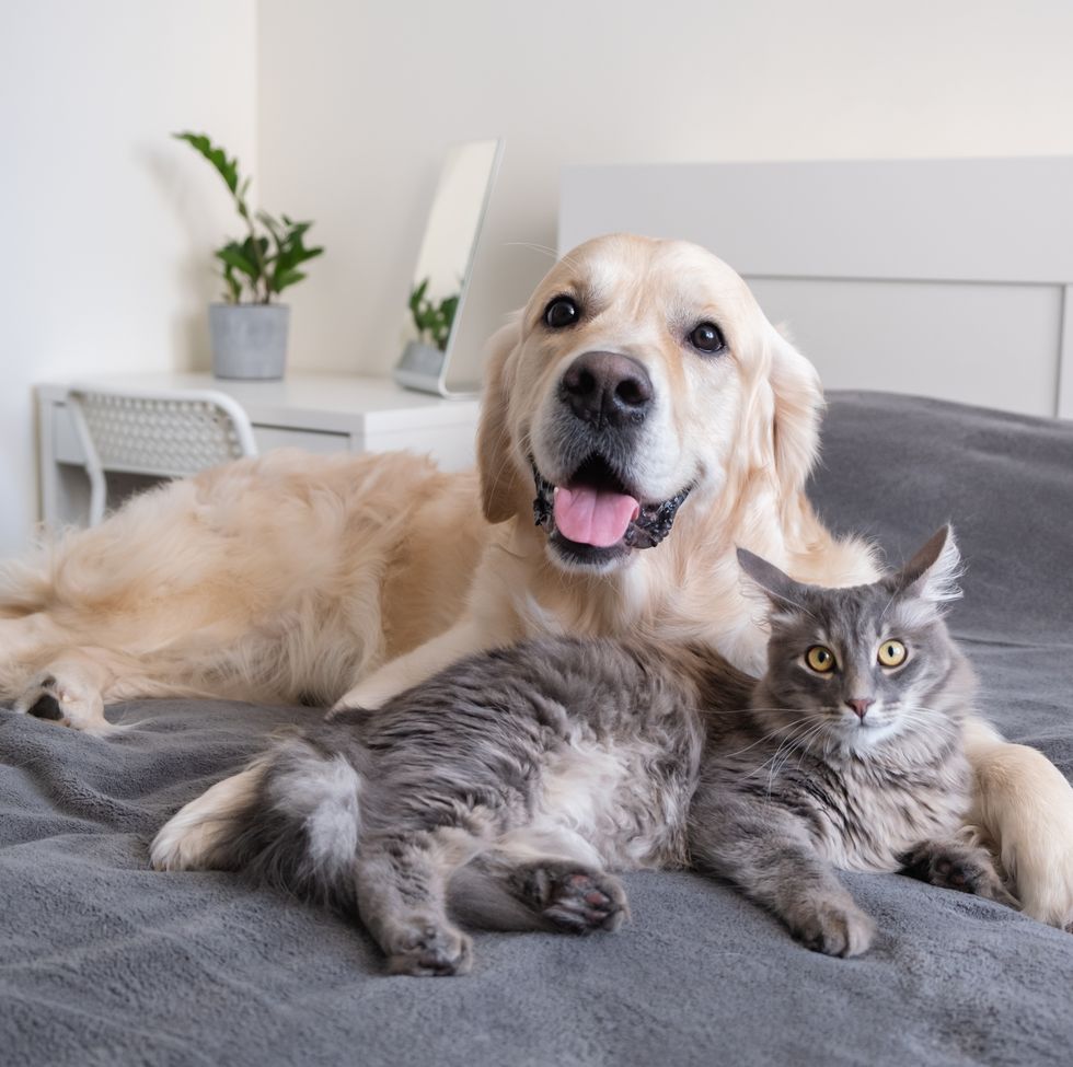 a cat and a dog lie together on the bed. pets sleeping on a cozy gray plaid. the care of animals. love and friendship of a kitten and a puppy.