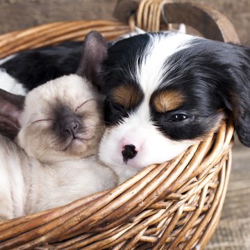cat and cavalier king charles spaniel in a basket