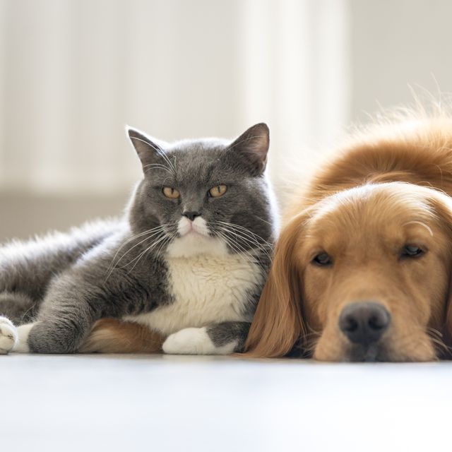 dogs and cats snuggle together