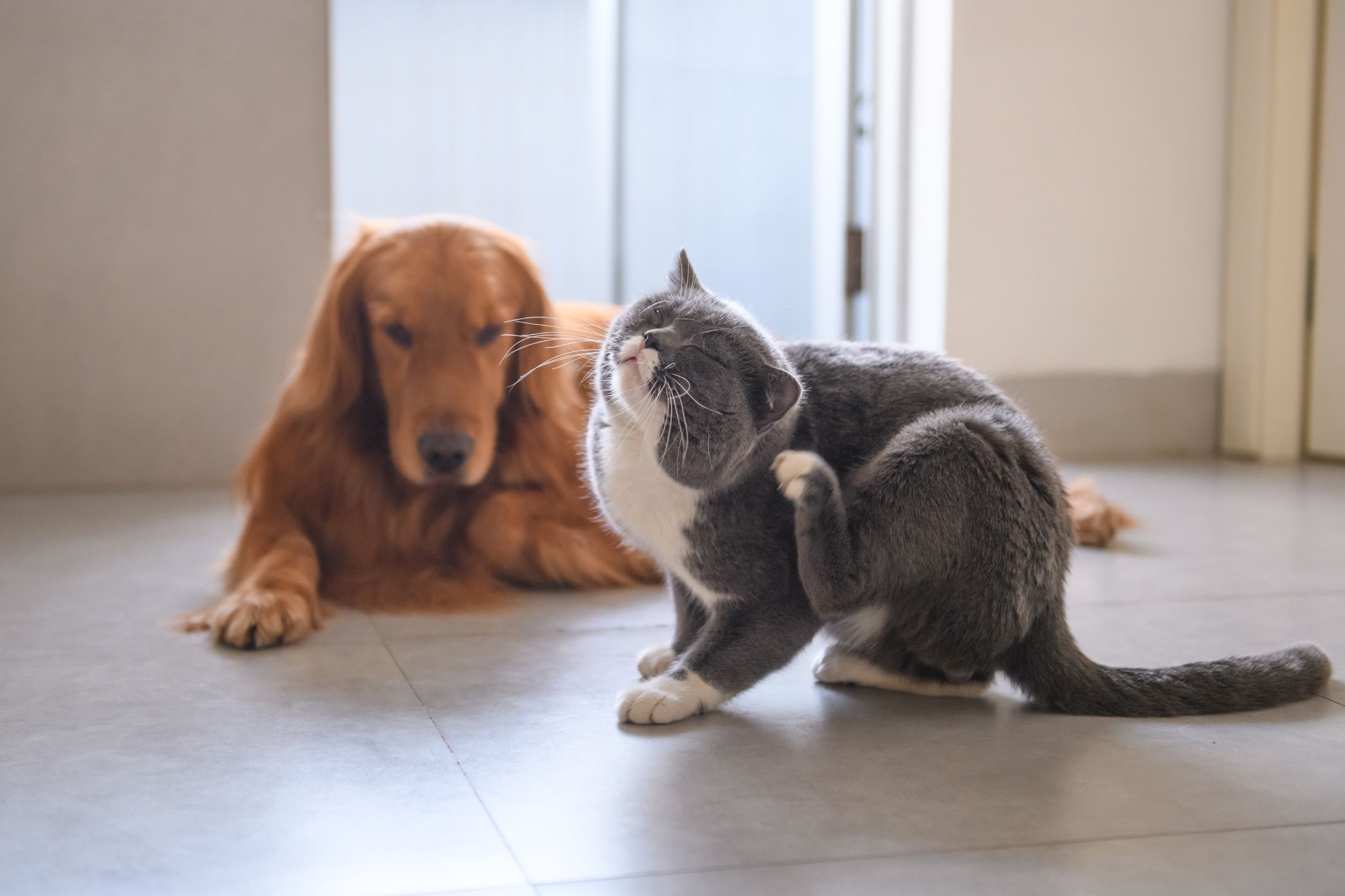 Rspca dog flea clearance treatment