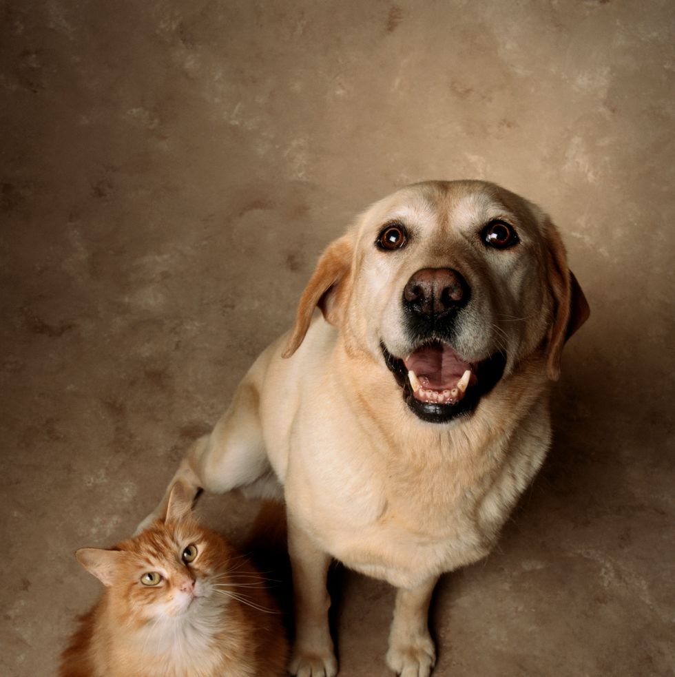 cat and dog