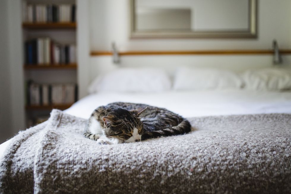 tabby cat sleeping on a bed