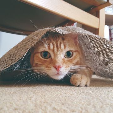 orange tabby playfully burrowing under a piece of burlap under a chair
