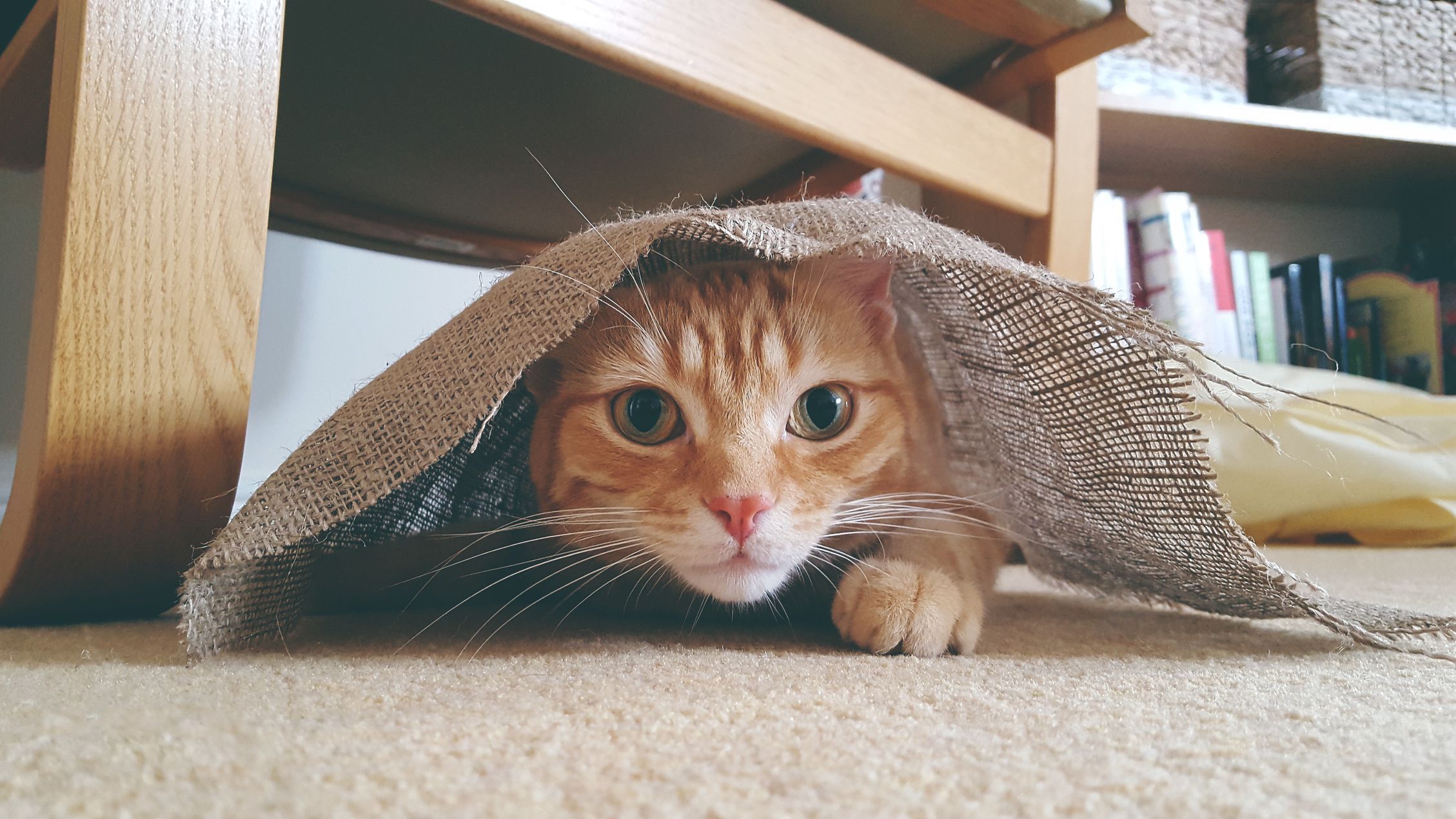 62 Best Cat Instagram Captions for Cute, Funny Posts