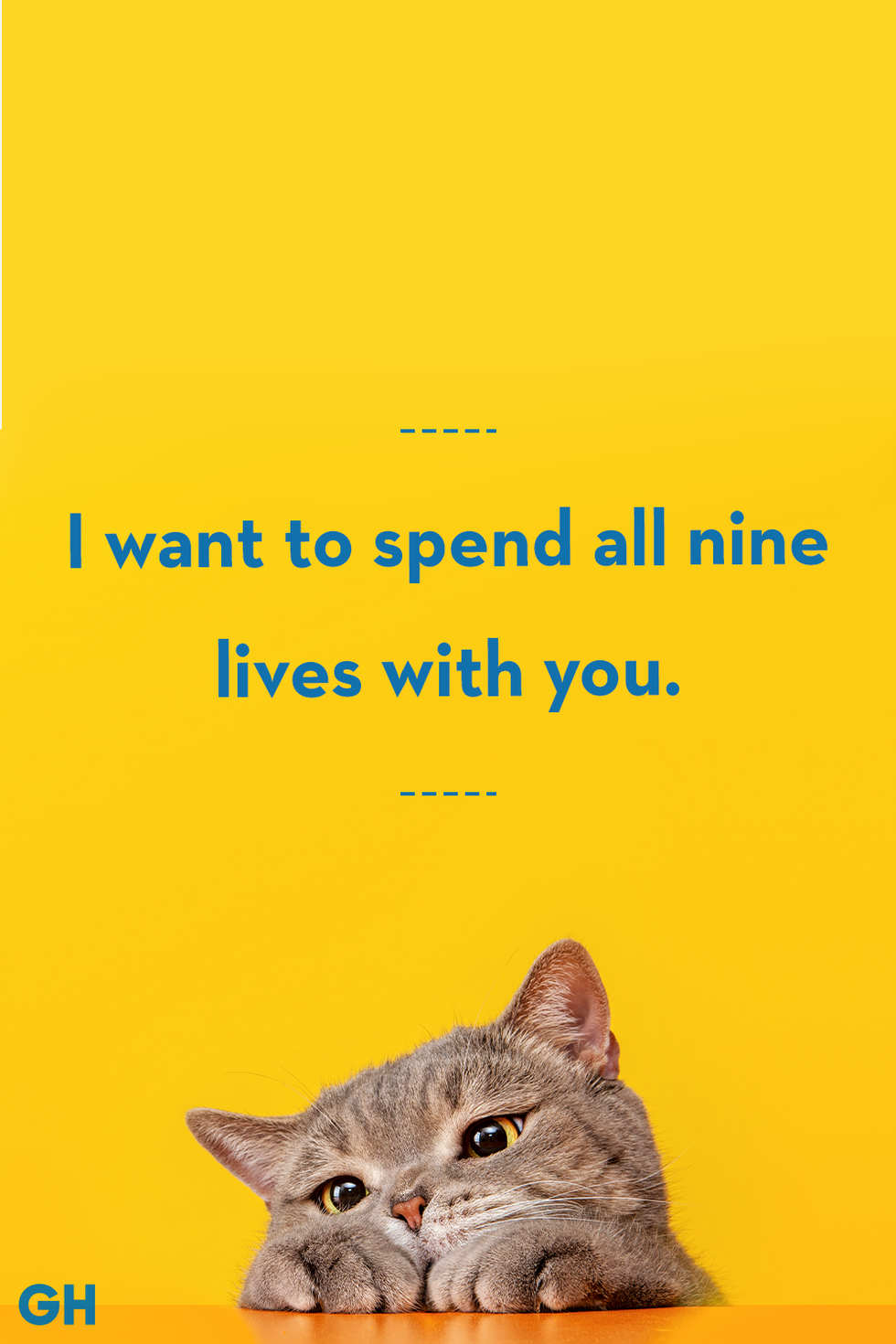 yellow cat quote card