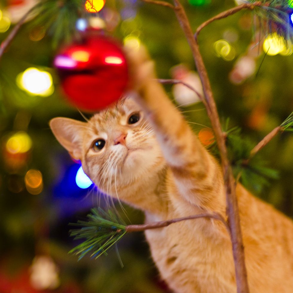 cat pawing at christmas ornament