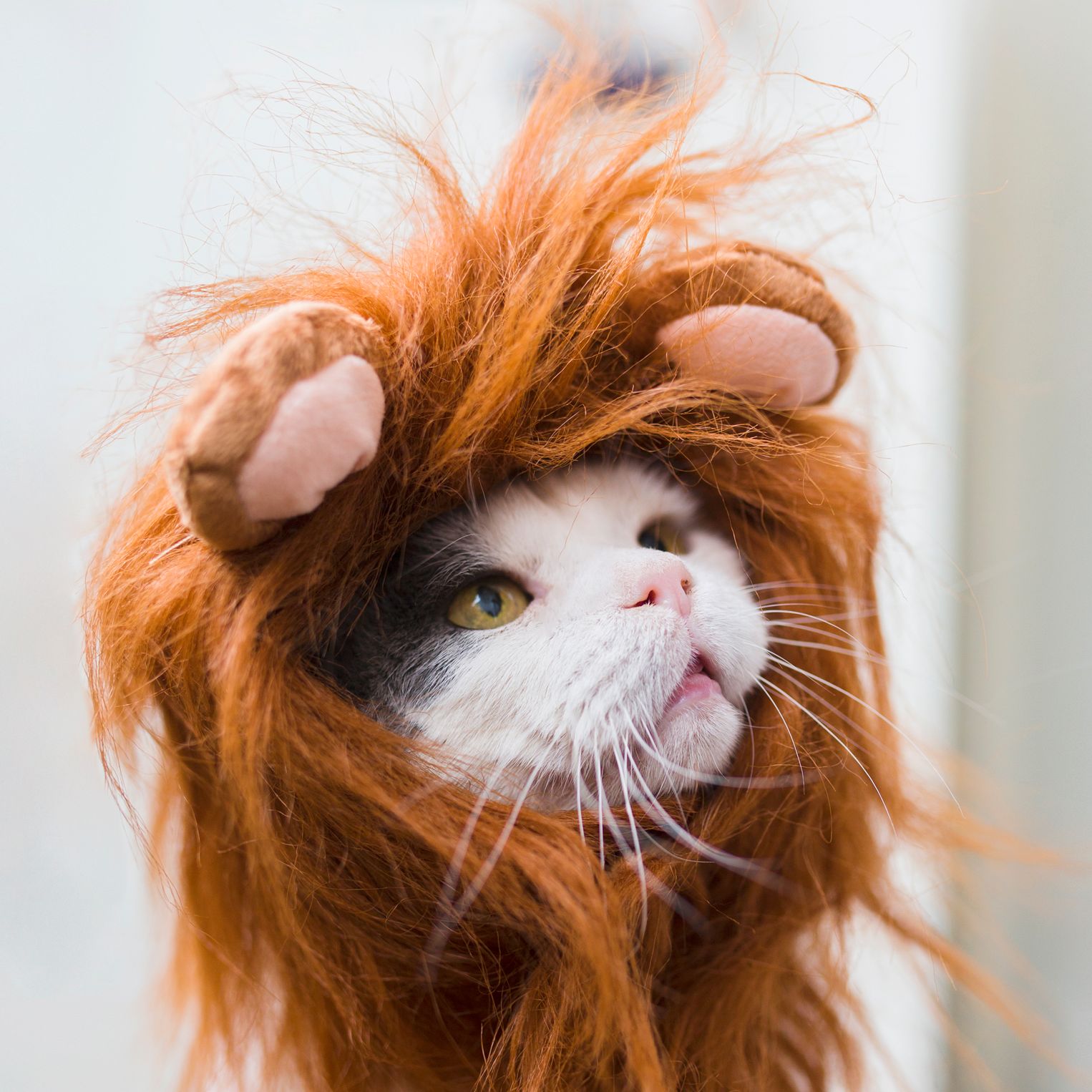 funny cats dressed up