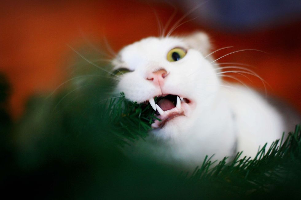 cat eating a christmas tree branch