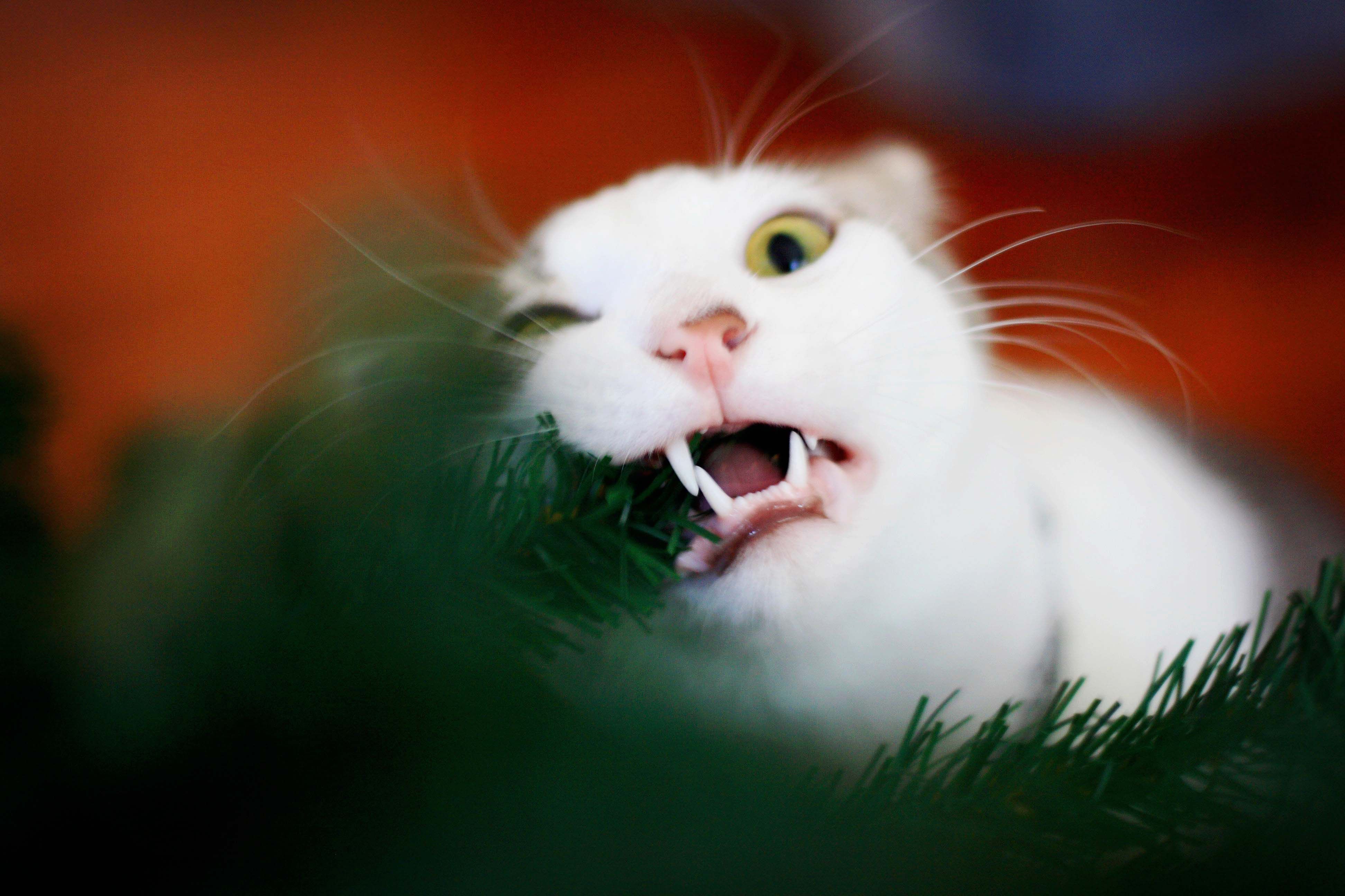 Cat eating christmas tree best sale