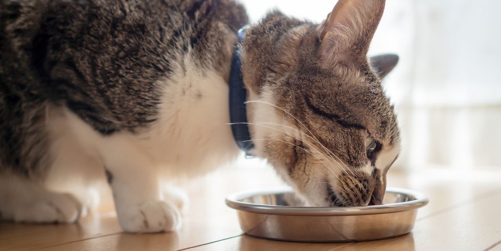 cat eating from bowl on floor indoors