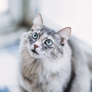 best flea medicine for cats gray long hair domestic cat