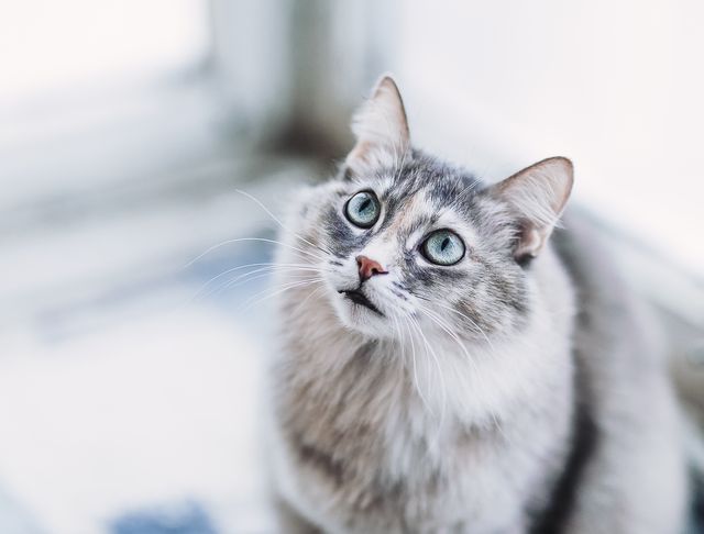 best flea medicine for cats gray long hair domestic cat
