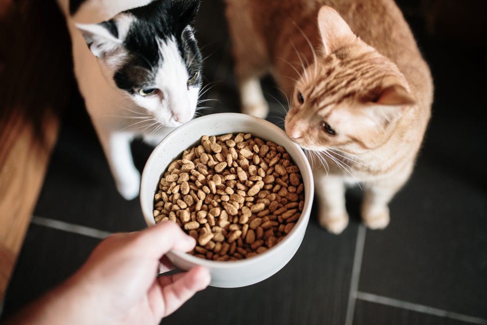 cat food and two cats